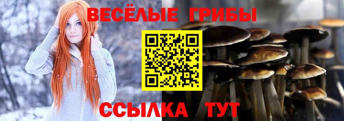 Алапаевск  наркота  Вход с VPN  Псилоцибиновые грибы мухоморы  Псилоцибиновые грибы Psilocybine cubensis 